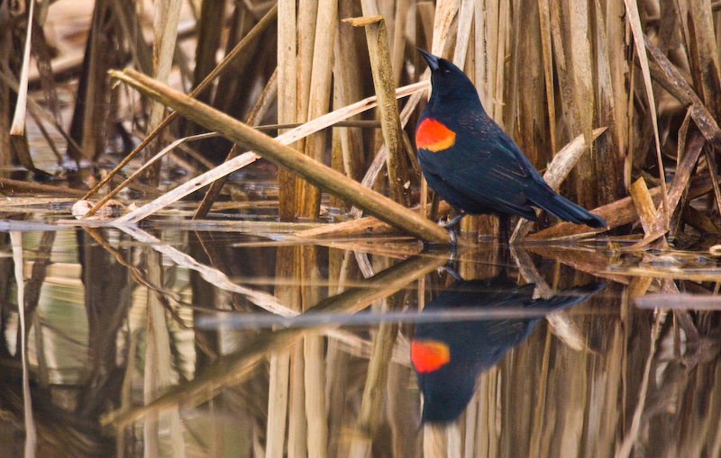 Red-Winged Blackbird Reflected In Water